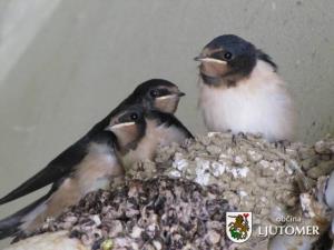 Lepote Prlekije 35